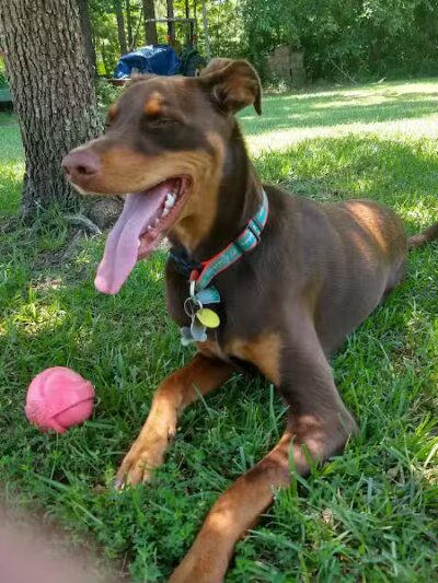 Surf City Bark Park - Surf City, NC