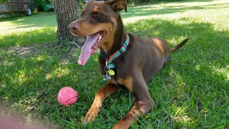 Surf City Bark Park - Surf City, NC