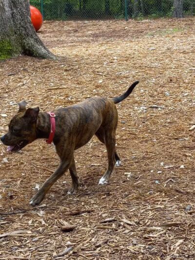 Surf City Bark Park - Surf City, NC