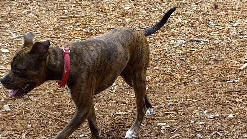 Surf City Bark Park - Surf City, NC