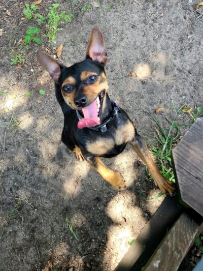 Surfside Beach Dog Park - Surfside Beach, SC