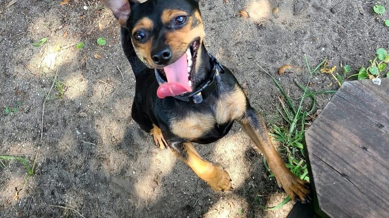 Surfside Beach Dog Park - Surfside Beach, SC