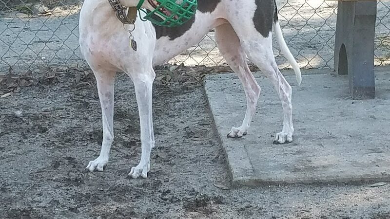 Surfside Beach Dog Park - Surfside Beach, SC