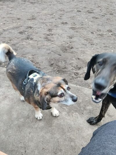 Surfside Beach Dog Park - Surfside Beach, SC