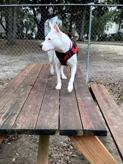 Surfside Beach Dog Park - Surfside Beach, SC