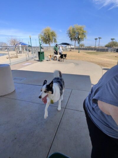 Large Dog Park - Surprise, AZ