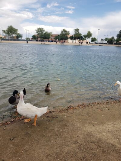 Large Dog Park - Surprise, AZ