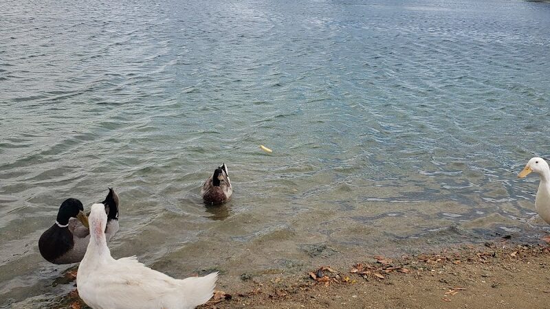 Large Dog Park - Surprise, AZ