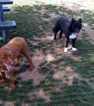 Large Dog Park - Surprise, AZ