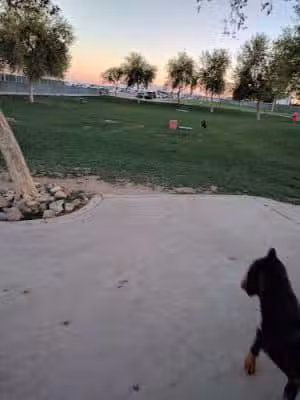 Large Dog Park - Surprise, AZ