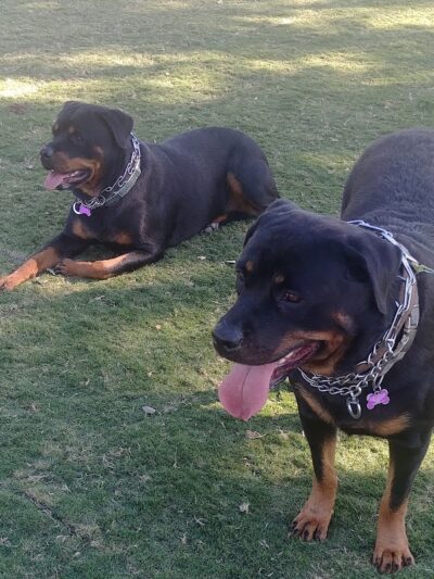 Large Dog Park - Surprise, AZ