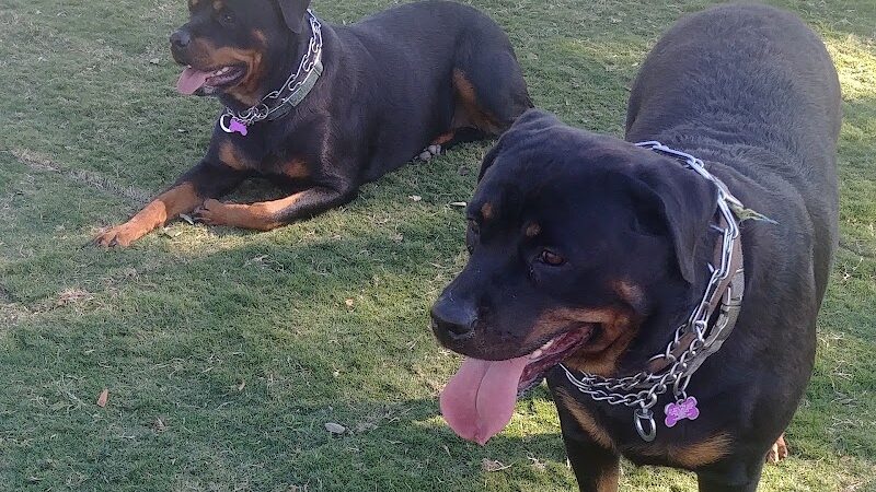 Large Dog Park - Surprise, AZ