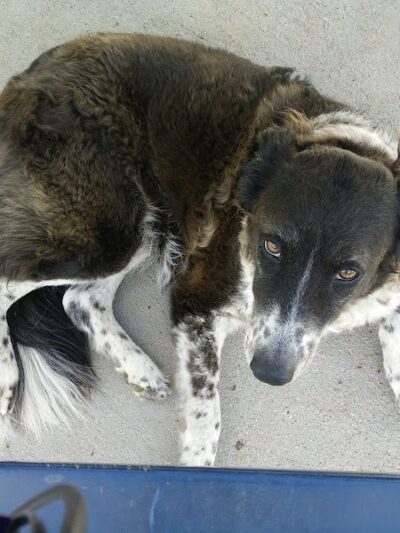 Large Dog Park - Surprise, AZ