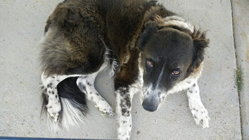 Large Dog Park - Surprise, AZ