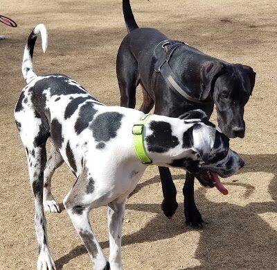 Large Dog Park - Surprise, AZ
