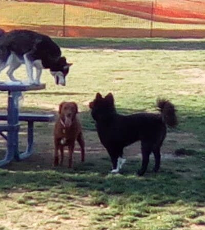 Large Dog Park - Surprise, AZ