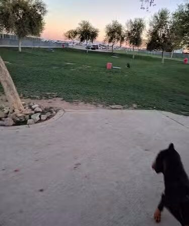 Large Dog Park - Surprise, AZ