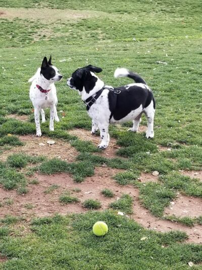 Small Dog Park - Surprise, AZ
