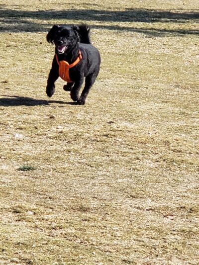 Small Dog Park - Surprise, AZ