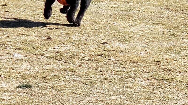 Small Dog Park - Surprise, AZ