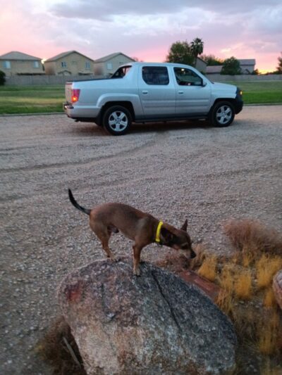 Small Dog Park - Surprise, AZ