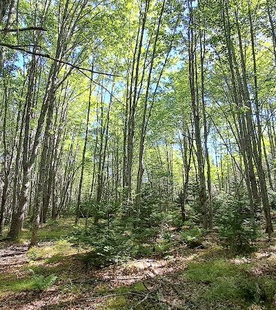 Carter Nature Preserve - Blue Hill Heritage Trust - Surry, ME