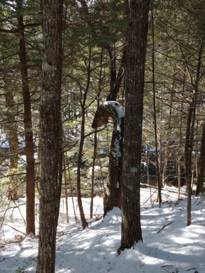 Patten Stream Preserve- Blue Hill Heritage Trust - Surry, ME