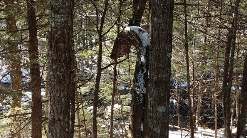 Patten Stream Preserve- Blue Hill Heritage Trust - Surry, ME