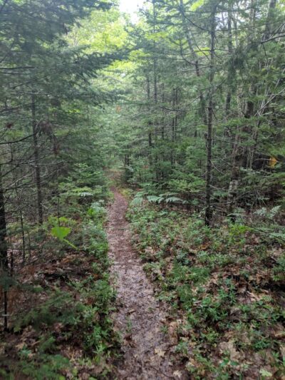 Patten Stream Preserve- Blue Hill Heritage Trust - Surry, ME