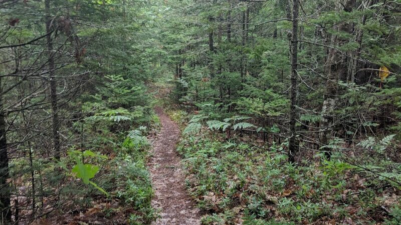 Patten Stream Preserve- Blue Hill Heritage Trust - Surry, ME