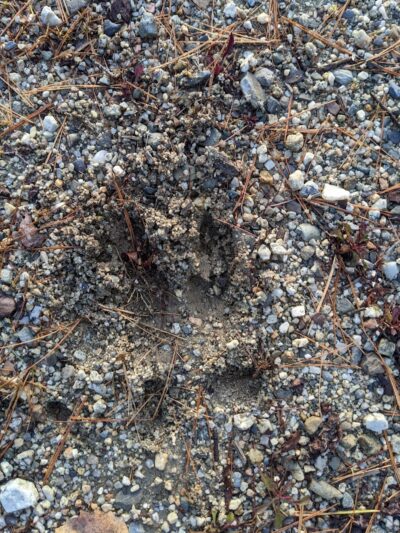 Surry Forest, Blue Hill Heritage Trust - Surry, ME