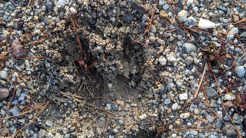 Surry Forest, Blue Hill Heritage Trust - Surry, ME