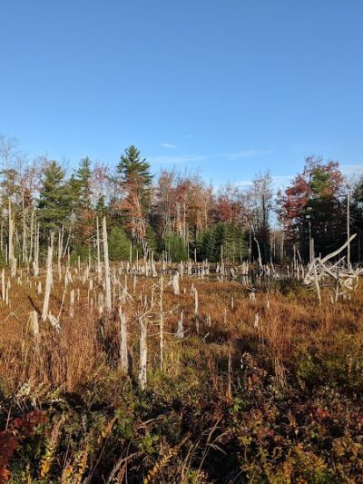 Surry Forest, Blue Hill Heritage Trust - Surry, ME