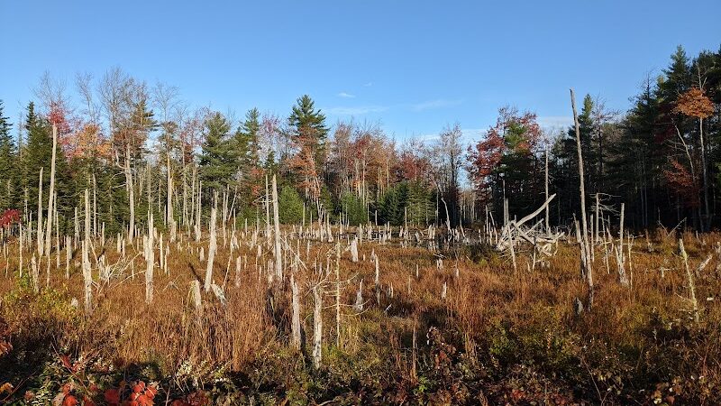 Surry Forest, Blue Hill Heritage Trust - Surry, ME