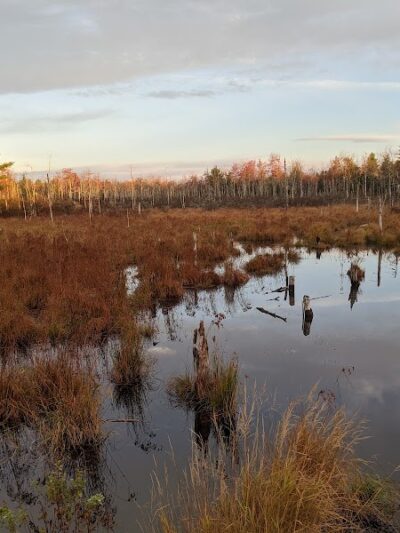 Surry Forest, Blue Hill Heritage Trust - Surry, ME