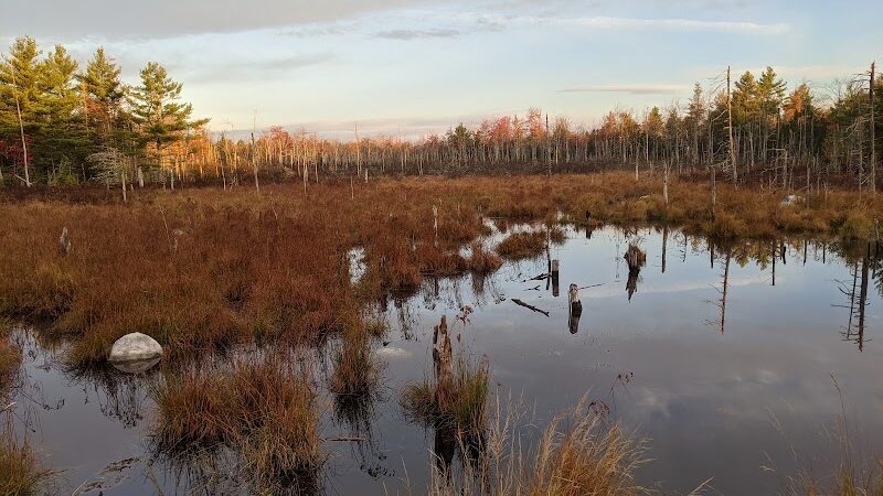 Surry Forest, Blue Hill Heritage Trust - Surry, ME