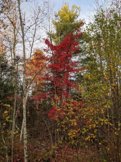 Surry Forest, Blue Hill Heritage Trust - Surry, ME