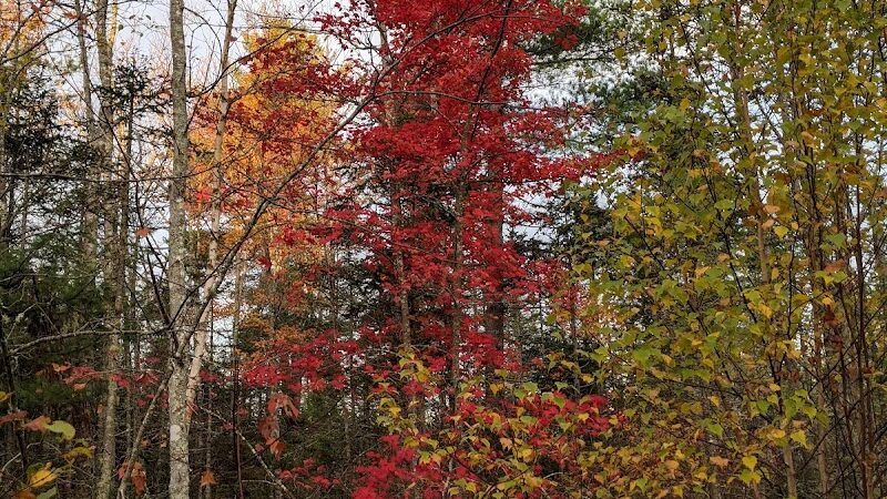 Surry Forest, Blue Hill Heritage Trust - Surry, ME