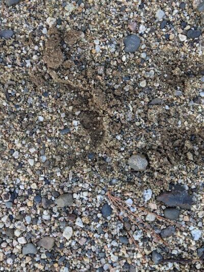 Surry Forest, Blue Hill Heritage Trust - Surry, ME