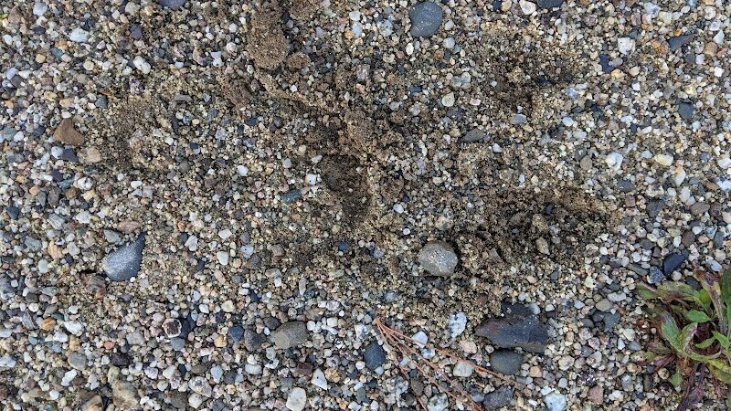 Surry Forest, Blue Hill Heritage Trust - Surry, ME