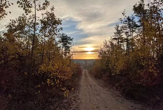Surry Forest, Blue Hill Heritage Trust - Surry, ME