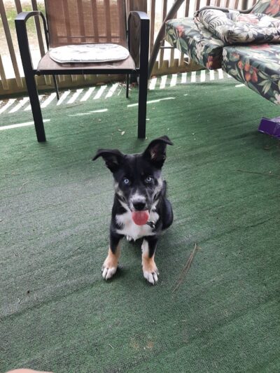 Swansboro Municipal Dog Park - Swansboro, NC