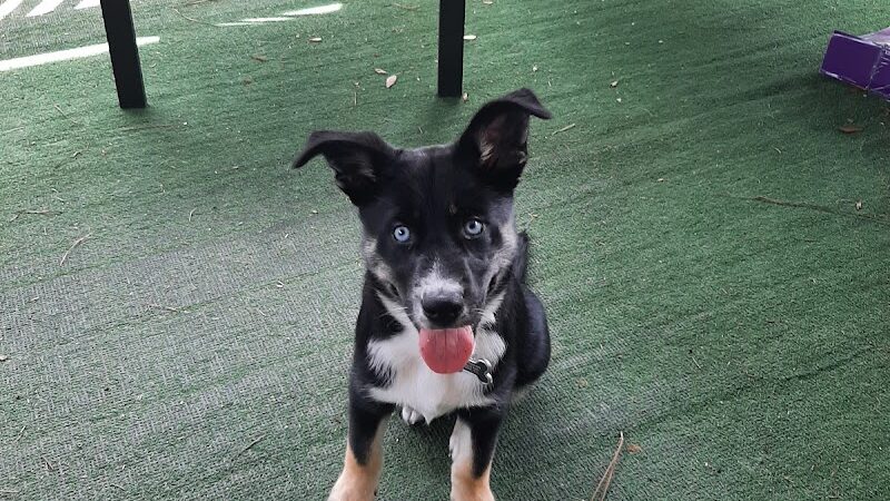 Swansboro Municipal Dog Park - Swansboro, NC