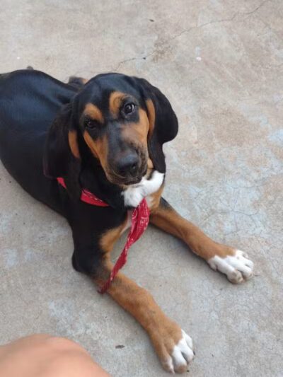 Newman Dog Park - Sweetwater, TX