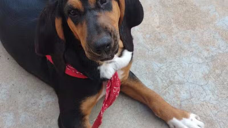 Newman Dog Park - Sweetwater, TX