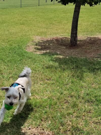 Newman Dog Park - Sweetwater, TX