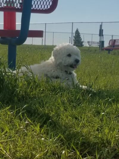 Newman Dog Park - Sweetwater, TX