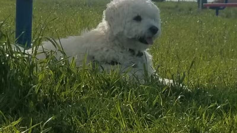 Newman Dog Park - Sweetwater, TX