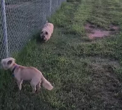 Newman Dog Park - Sweetwater, TX