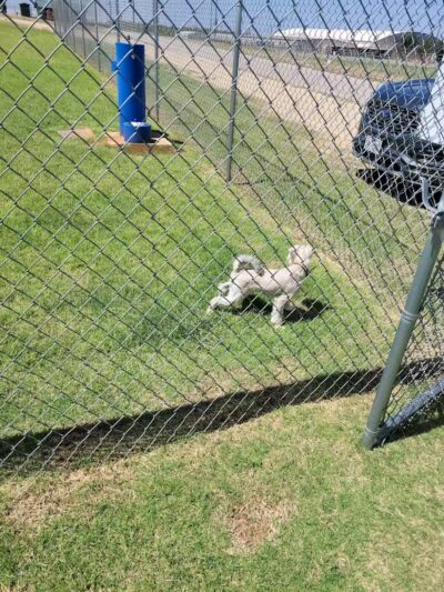 Newman Dog Park - Sweetwater, TX